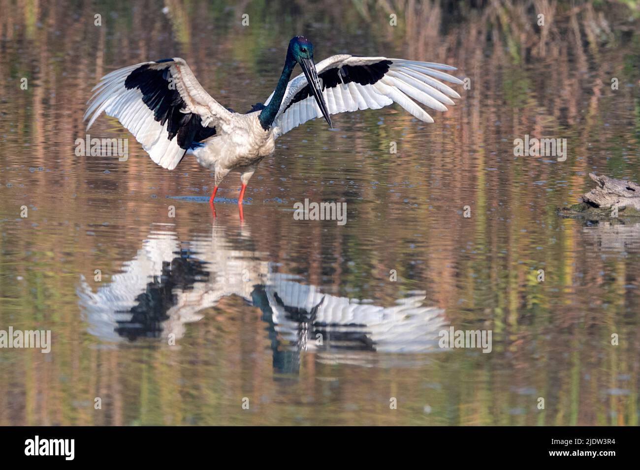 Schwarzhalsstorch (Ephippiorhynchus asiaticus) aus dem Kaziranga-Nationalpark, Assam, Nordostindien. Stockfoto