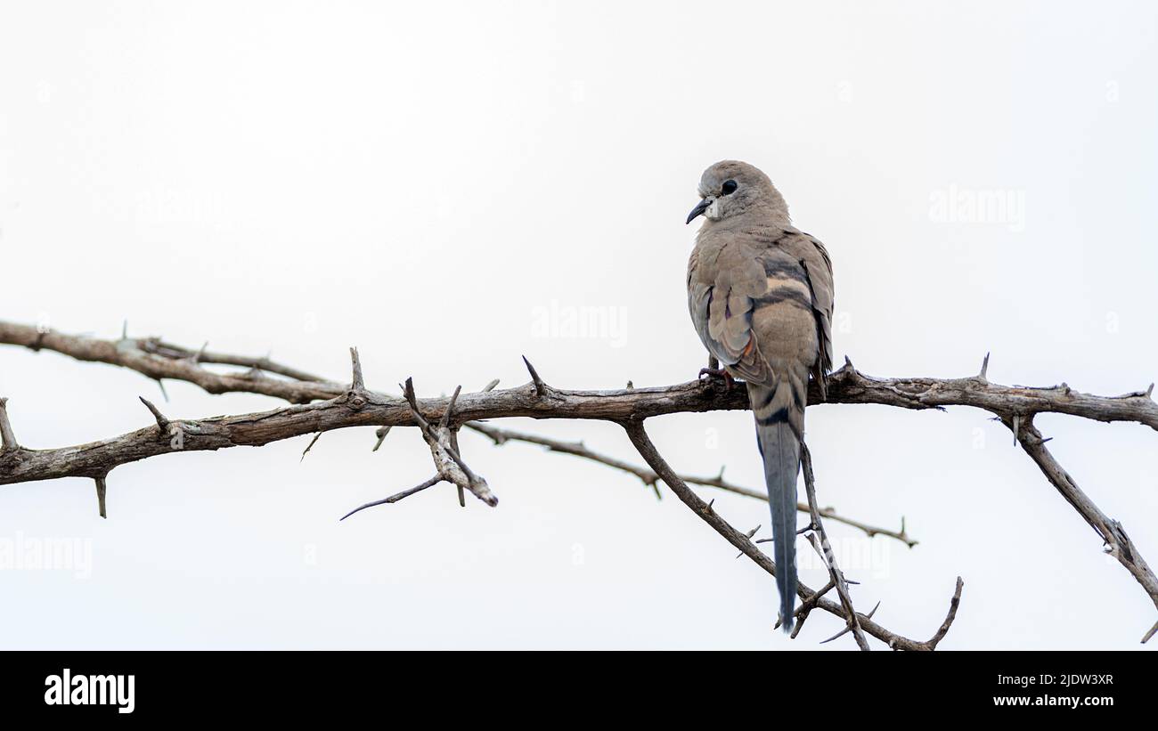 Weibchen der kleinen Namaqua Dove (Oena capensis) aus Zimanga, Südafrika. Stockfoto