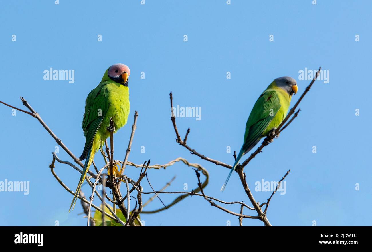 Paar Pflaumensittiche (Psittacula cyanocephala) aus dem Kaziranga-Nationalpark, Assam, Nordostindien. Männlich nach links. Stockfoto