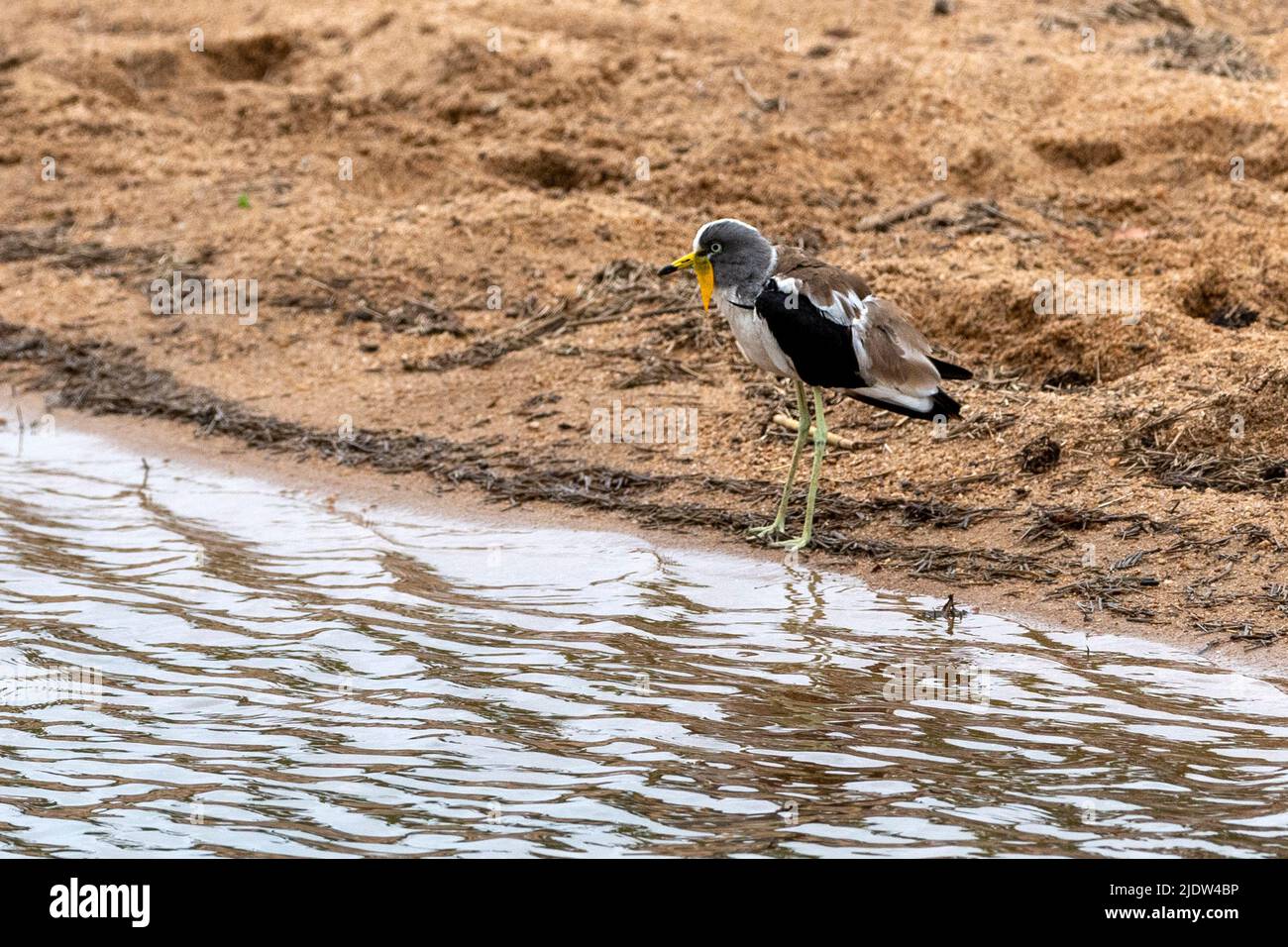 Weißkiebitz (Vanellus albiceps) aus dem Krüger NP, Südafrika. Stockfoto