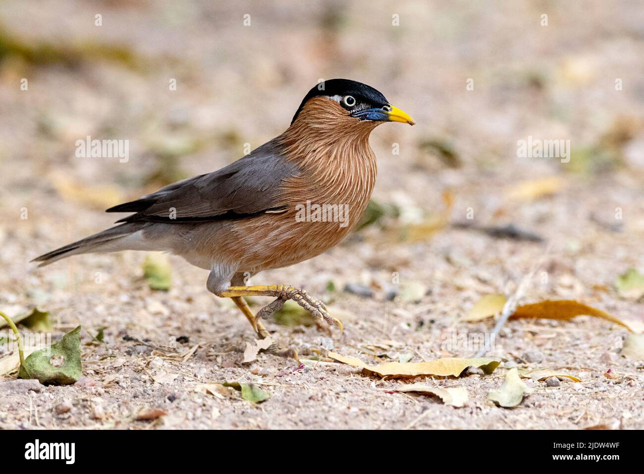 Brahminy-Star (Sturnia pagodarum) aus dem Jawai-Gebiet, Rajasthan, Indien. Stockfoto