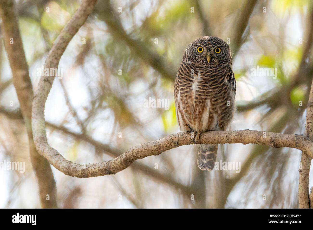 Asiatischer Sperber (Glaucidium cuculoides) aus dem Kaziranga-Nationalpark, Assam, Nordostindien. Stockfoto