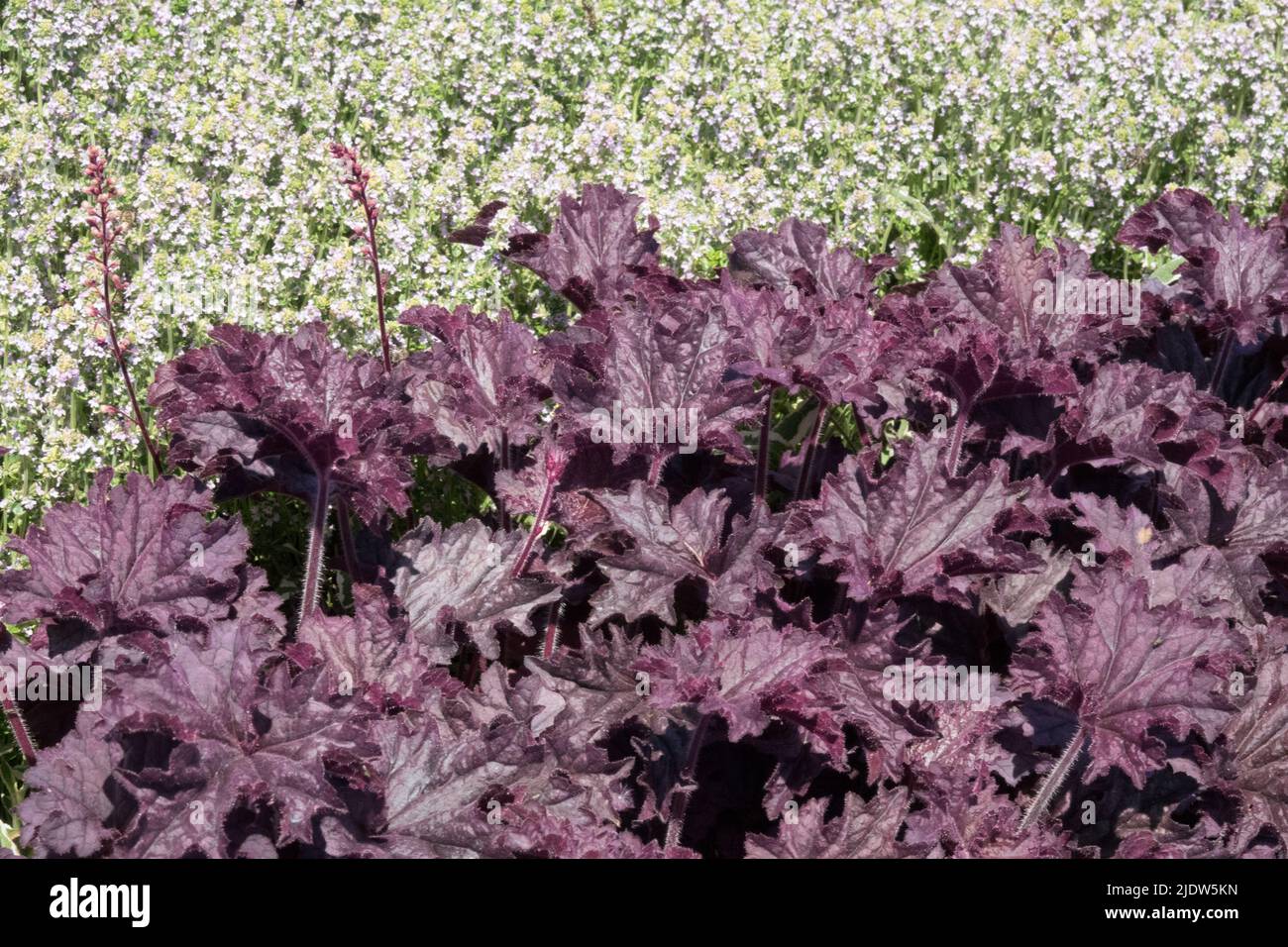 Kombinationsfarben Pflanzen Garten Heuchera 'Grande Amethyst' Kontrastgrenze Zitrone Thymian Thymus citriodorus Weiße Blumenkränze Dunkel lila Blätter Juni Stockfoto