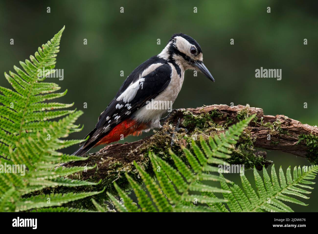 Buntspecht / Buntspecht (Dendrocopos major) Weibchen, die im Wald auf verfaultem Holz des toten Baumes Nahrungssuche Stockfoto
