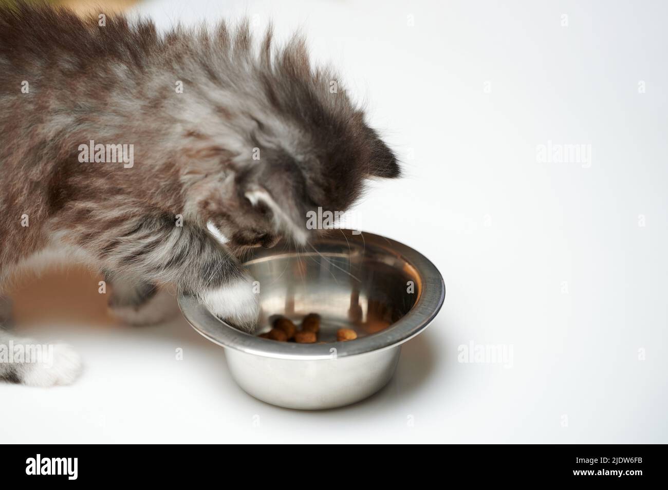 Kitty essen aus Metall Seitenansicht isoliert auf Studio-Hintergrund Stockfoto