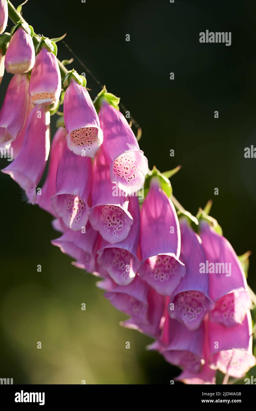 Makroansicht von farbenprächtigen rosa Fuchshandschuhen blühenden Blüten, die in einem abgelegenen Feld oder Hausgarten wachsen. Nahaufnahme einer Gruppe zarter, frischer Sommerpflanzen Stockfoto