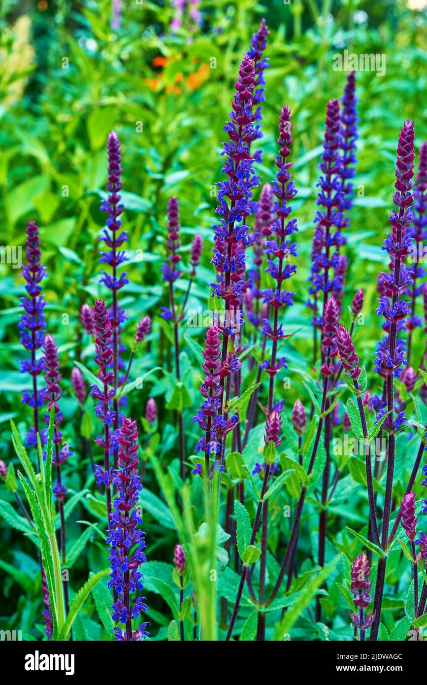 Im Sommer blühen in einem üppigen Garten Fuchshandschuhe in voller Blüte. Digitalis purpurea wächst in einem botanischen Garten in der Natur. Blühende Pflanzen blühen in einem Stockfoto