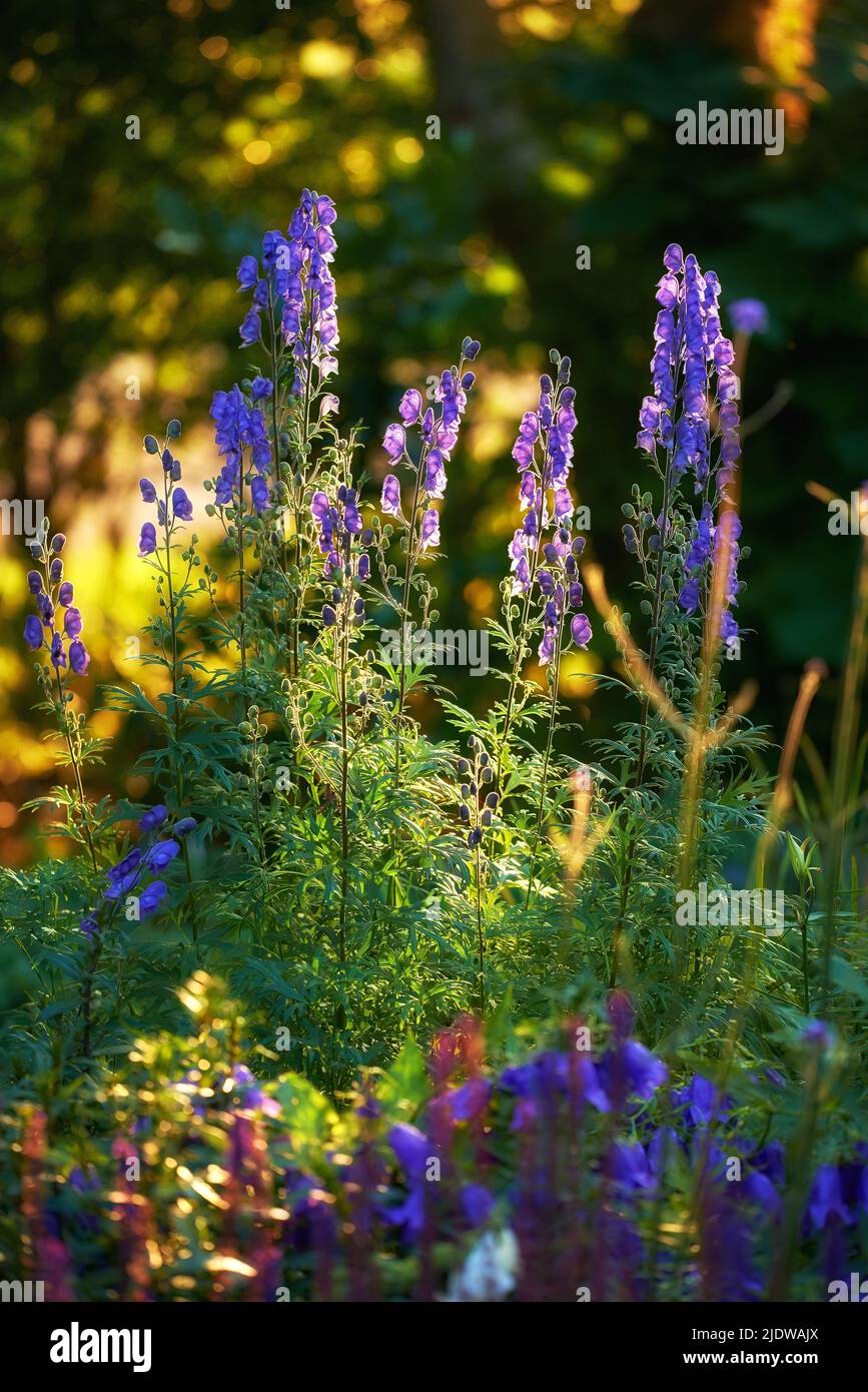 Lebendige, violette Fuchshandschuhblumen blühen und wachsen in einem abgelegenen Feld oder Hausgarten mit Bokeh Copyspace. Gruppe der zarten, Digitalis purpurea Stockfoto