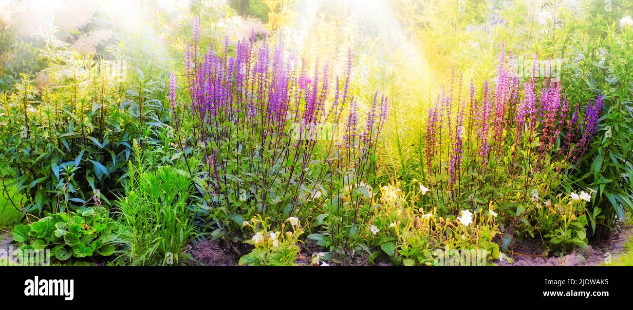 Blick auf die leuchtend violetten, blühenden Fuchshandschuhblumen, die in entlegenen Feldern oder im heimischen Garten wachsen. Gruppe von zarten, frischen Sommerpflanzen blühende Natur Stockfoto