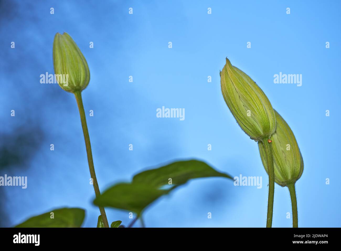 Drei aufkeimende Clematis-Blüten, die vor blauem Himmel blühen. Nahaufnahme von zarten Pflanzen, die vor der Blüte wachsen, einblühen Stockfoto