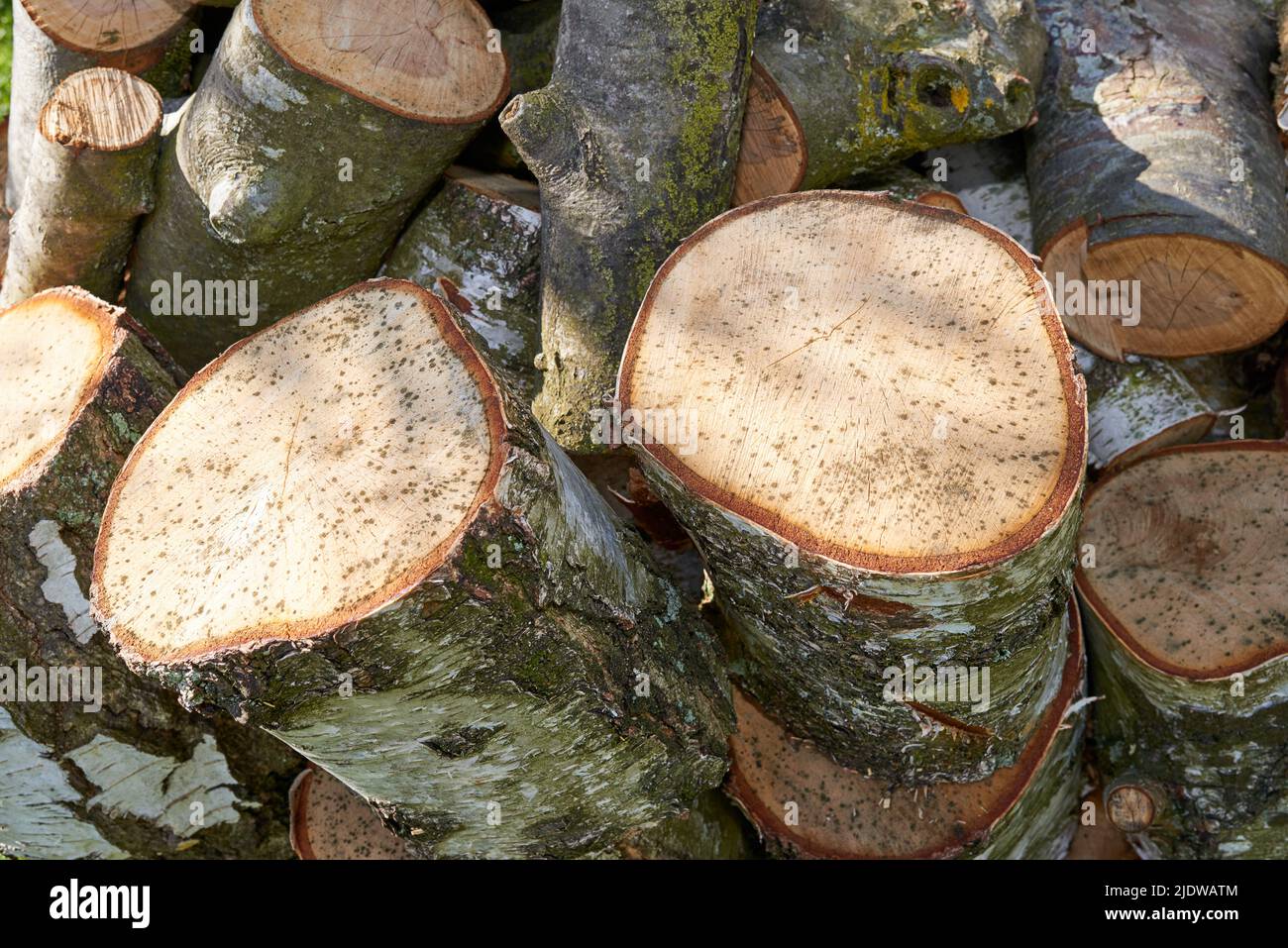 Ein Haufen gehackter Baumstämme im Freien an einem Sommertag in einem Wald. Nahaufnahme von braunem Holzstruktur Hintergrund von gesägten Marken für Brennholz in einem Stockfoto