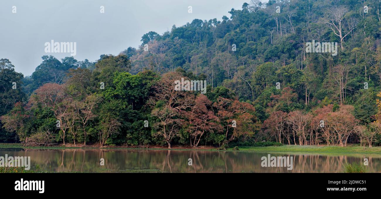 Schöner Wald mit großen Bäumen und abwechslungsreicher Vegetation in der Burapahar-Zone des Kaziranga NP, Assam, Indien. Stockfoto