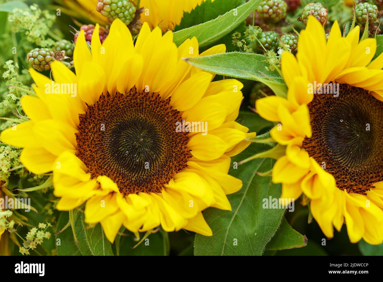 Nahaufnahme eines gelben Sonnenblumenstraußes. Zwei große, helle Sonnenblumen in einem Blumenarrangement im Landhausstil mit grünen Blättern und Blütenblättern. Rustikal und ländlich Stockfoto