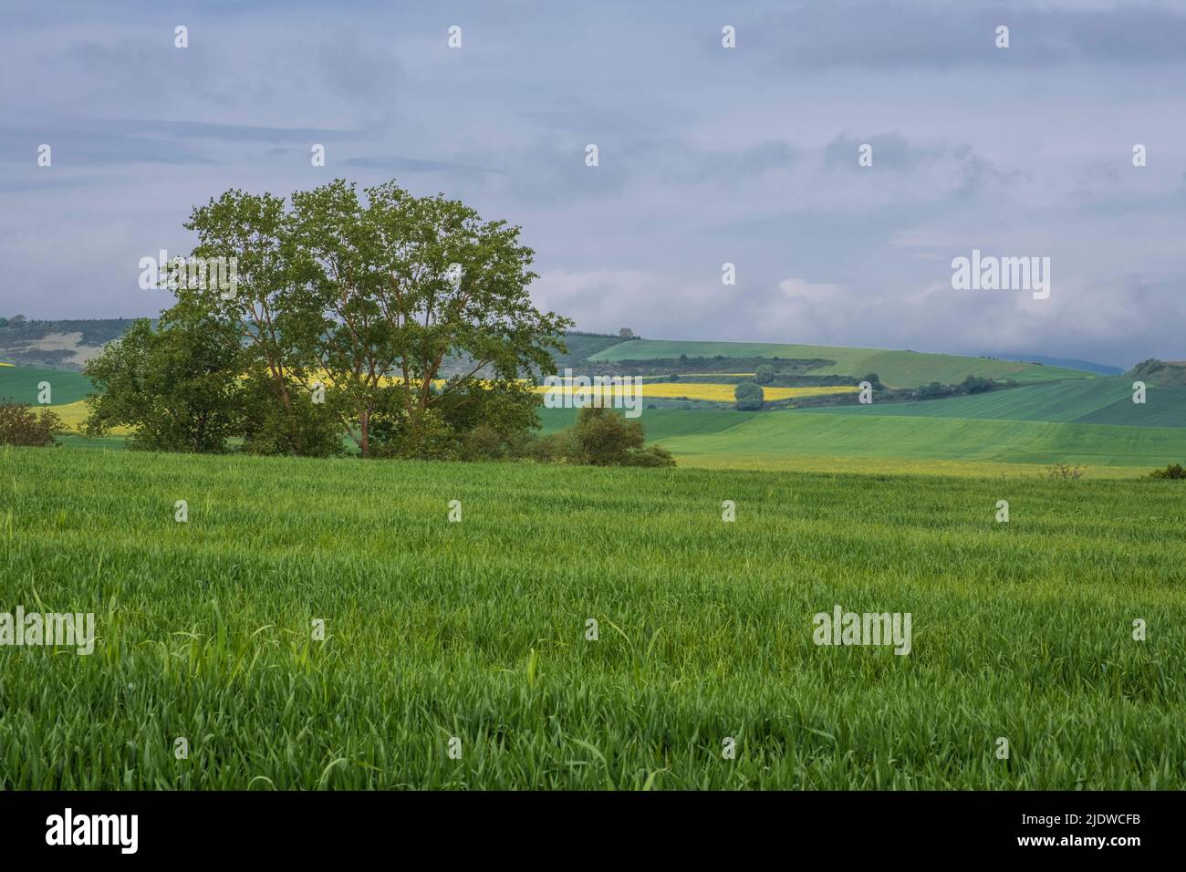 Spanien, Distrikt La D.o. Bauernfelder in der Nähe von Cirueña, Canola in einem fernen Feld. Stockfoto