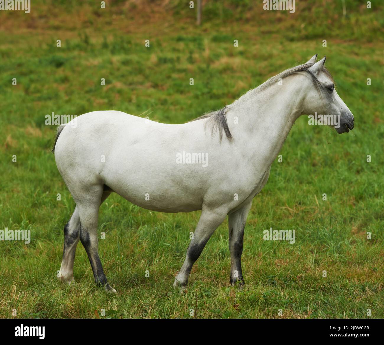 Ein weißes Pferd, das auf einer grünen Weide grast. Heimisches Nutztier oder Pony auf einem landwirtschaftlichen Feld mit frischem Gras. Ein Hengst oder eine Stute mit Stockfoto