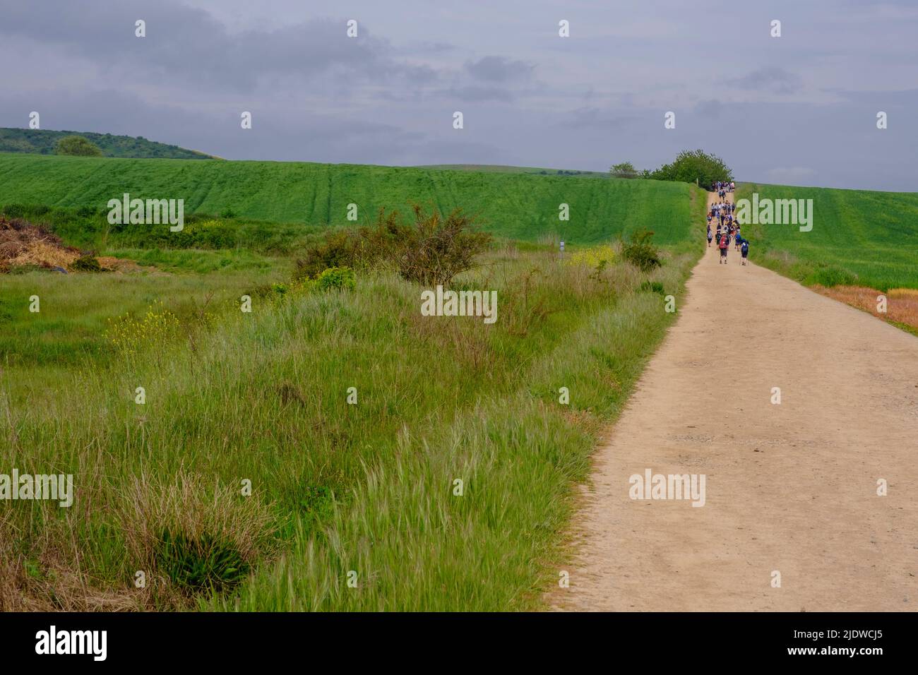 Spanien, Bezirk La Boja. Bauernfelder entlang des Camino de Santiago, in der Nähe von Santo Domingo de la Calzada, Canola wächst in den Feldern. Stockfoto