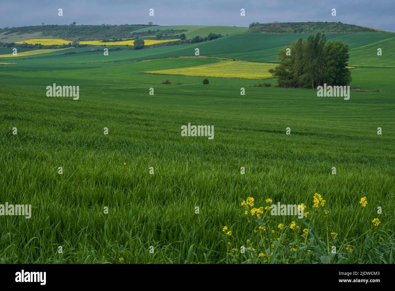 Spanien, Bezirk La Boja. Bauernfelder entlang des Camino de Santiago, in der Nähe von Santo Domingo de la Calzada, Canola wächst in den Feldern. Stockfoto