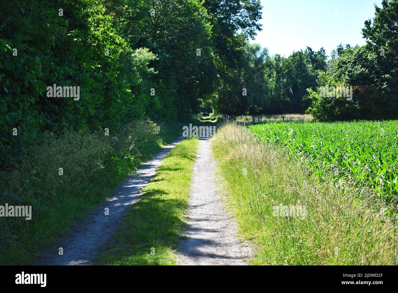 Landstraße mit Wald und Feld auf der Landseite europas Stockfoto