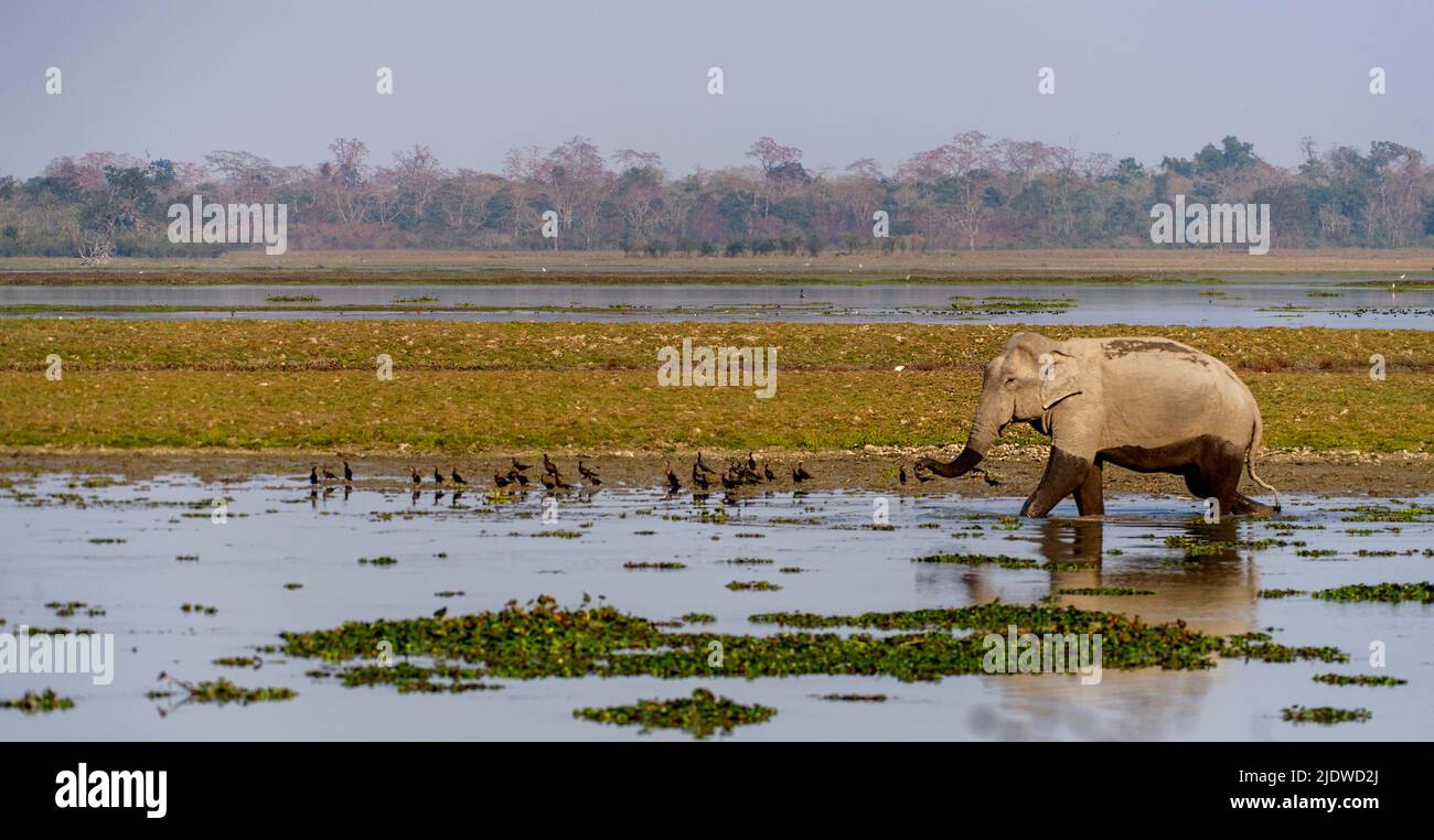 Szene aus dem Kaziranga-Nationalpark (Assam, Nordostindien) mit indischen Elefanten in den Feuchtgebieten. Stockfoto