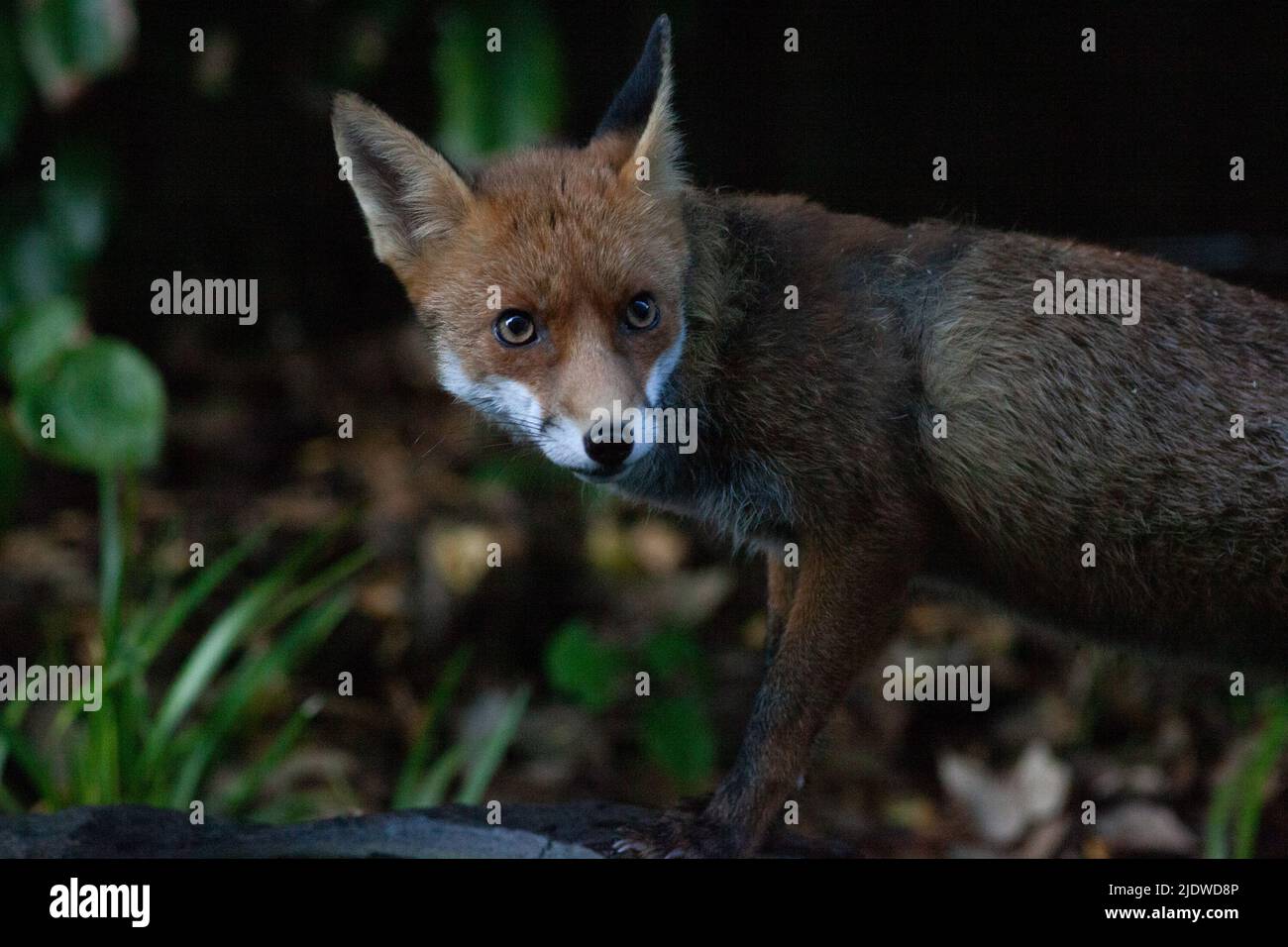 London, Großbritannien, 22. Juni 2022: Ein Füchslein trinkt aus einem niedrigen Vogelbad in einem Garten in Clapham, Süd-London. Anna Watson/Alamy Live News Stockfoto