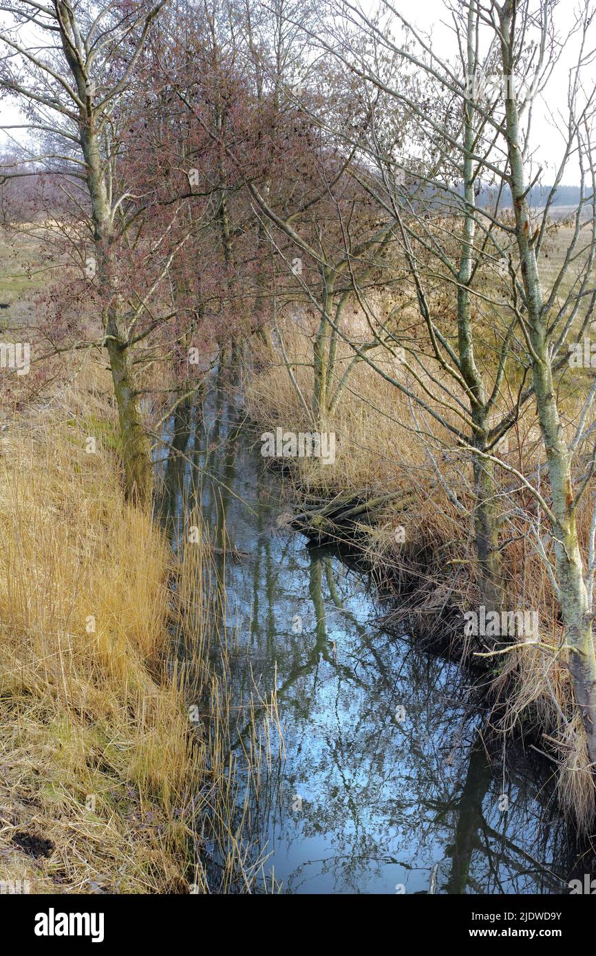 Nasse Ackerflächen im frühen Frühjahr, Jütland, Dänemark. Verlassene wilde Äste wachsen in der Nähe der Wasserquelle. Sumpfufer für Wanderer zu erkunden. Gruselig Stockfoto