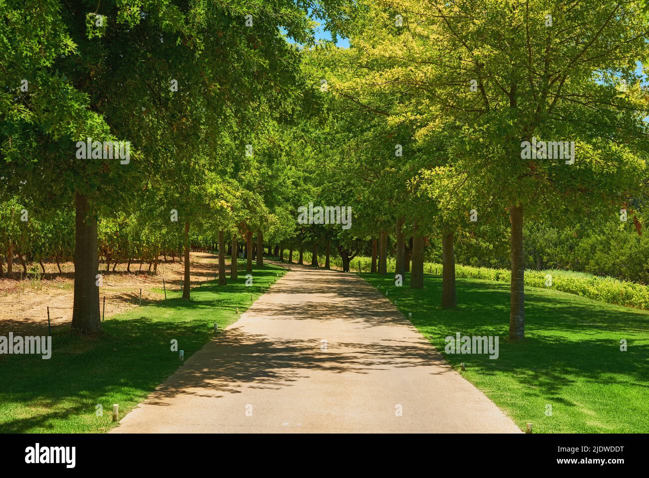 Viele hohe Bäume in einem Park mit einem Pfad und grünem Gras oder Rasen. Viele Bäume Reihen sich aneinander oder stehen in einer Reihe auf dem Gartenweg zu Weinbergen oder in der Nähe Stockfoto