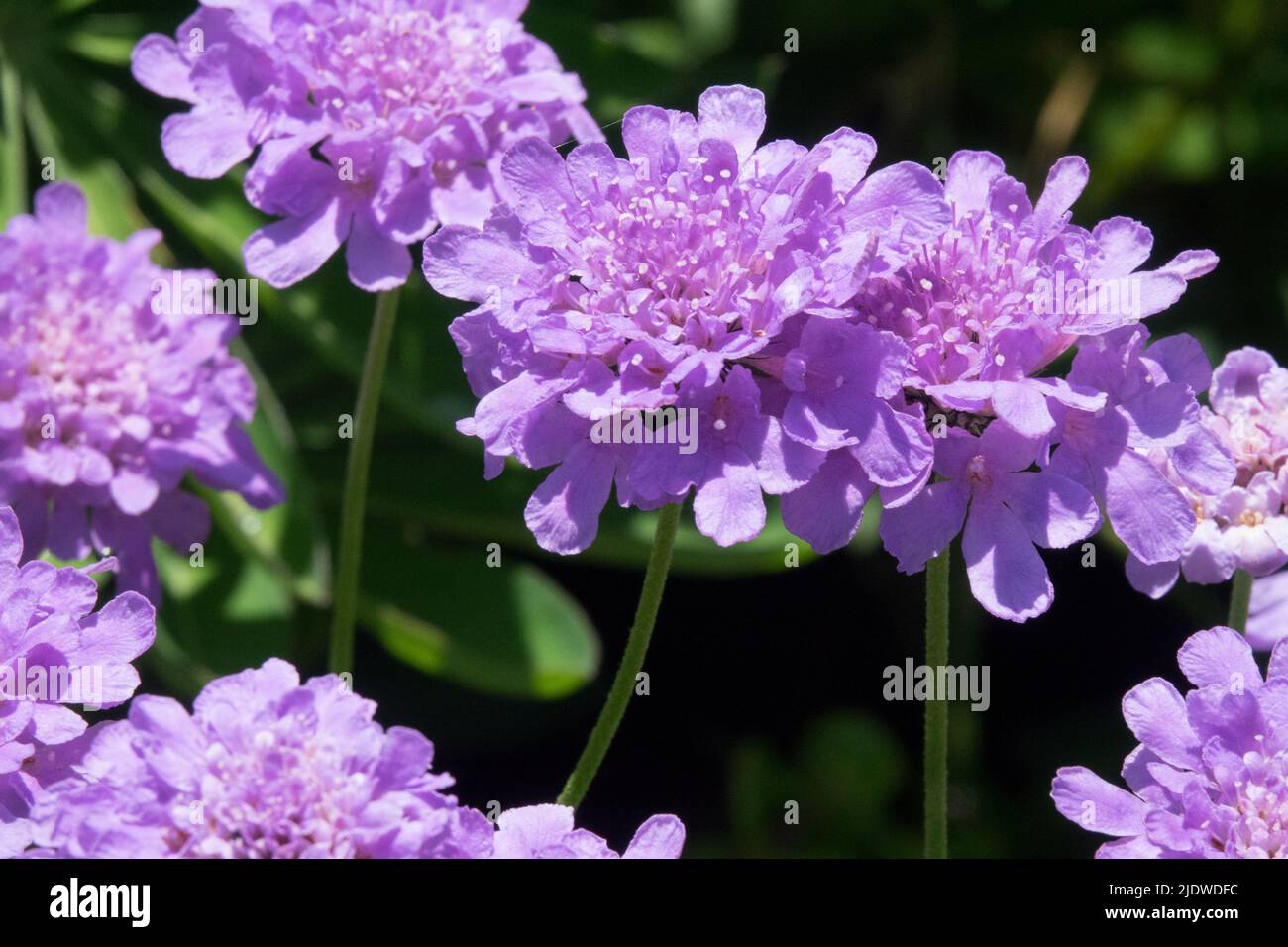 Scabiosa columbaria, Blau, Scabiosa, Blumen, Mehrjährig, Sommer, Farbe Pflanzenblau Stockfoto