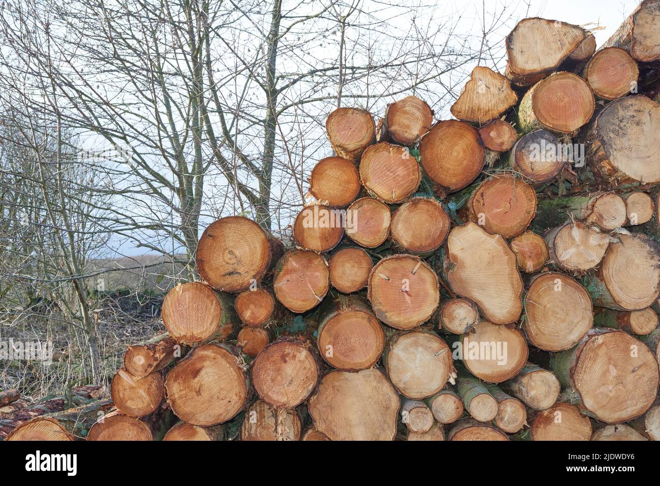 Gehackte Baumstämme in einem Wald gestapelt. Nahaufnahme von braunen Holzstruktur Hintergrund von Stumps von geschnittenem Brennholz in einem Holzgarten. Sammeln von trockenem Holz Stockfoto
