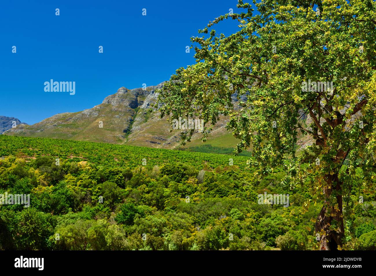 Stellenbosch, Western Cape Province, Südafrika. Berühmteste Weinbauregion in Südafrika, durchdrungen von Weinbaugeschichte und Stockfoto