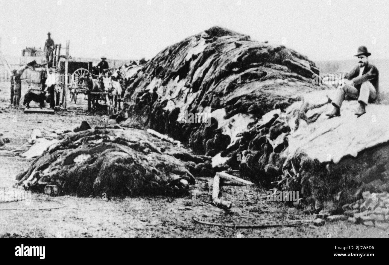 1874 , Dodge City , Kansas , USA : Hügel von Büffelhäuten von 40,000 Tieren warten auf einen Zug östlich von Dodge City . Sieben Jahre zuvor der Oberst William Frederick CODY, bekannt als BUFFALO BILL (1846 -1917) schoss mehrere tausend Kopf Kansas Eisenbahner zu füttern, Aber später töteten Jäger Millionen nur für Häute und brachten die Art dem Aussterben nahe - Epopea del Selvaggio WEST - Cowboy - Kuh-Junge - animali in estinzione - prateria - praterie - bufalo americano ---- Archivio GBB Stockfoto