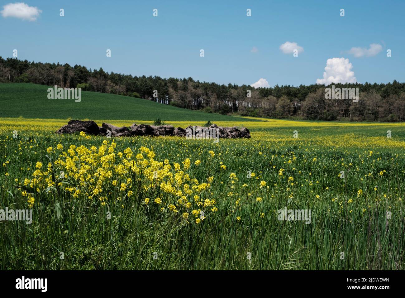 Spanien, Camino de Santiago. Raps wächst auf den Feldern entlang des Camino, in der Nähe von San Juan de Ortega. Stockfoto