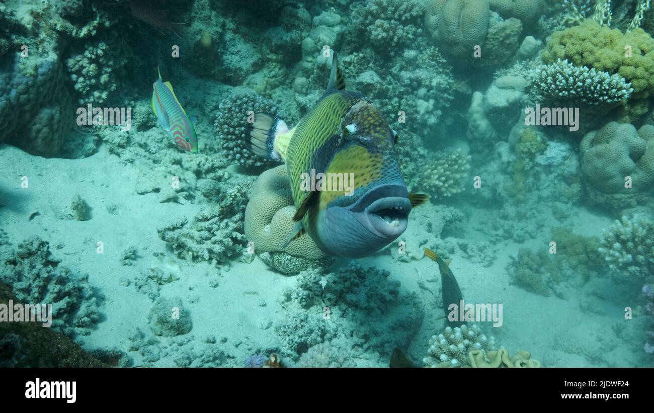 Lösen Sie Fische auf dem Korallenriff aus. Titan-Triggerfisch (Balistoides viridescens) Nahaufnahme, Unterwasser-Schuss. Rotes Meer, Ägypten Stockfoto