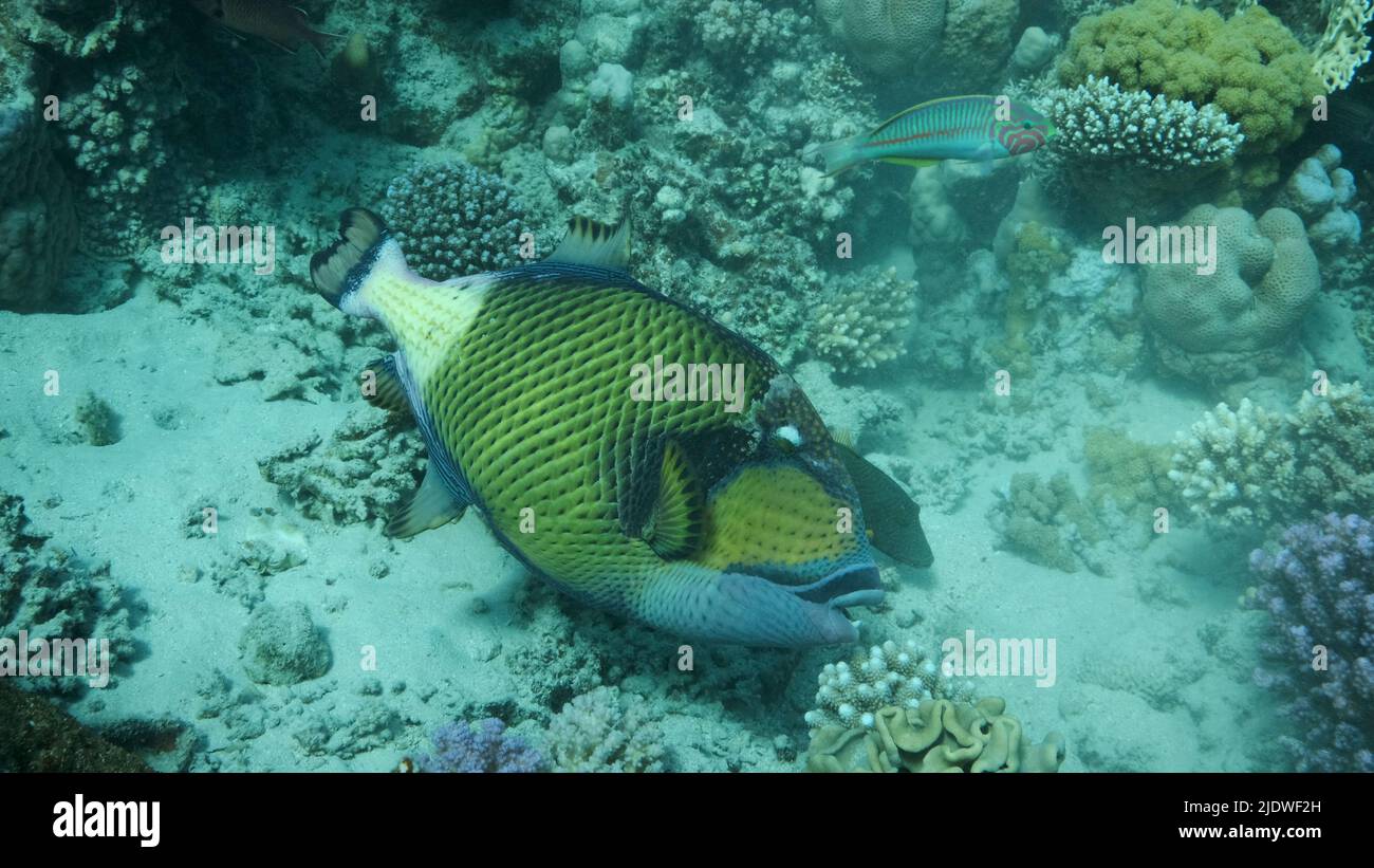 Lösen Sie Fische auf dem Korallenriff aus. Titan-Triggerfisch (Balistoides viridescens) Nahaufnahme, Unterwasser-Schuss. Rotes Meer, Ägypten Stockfoto