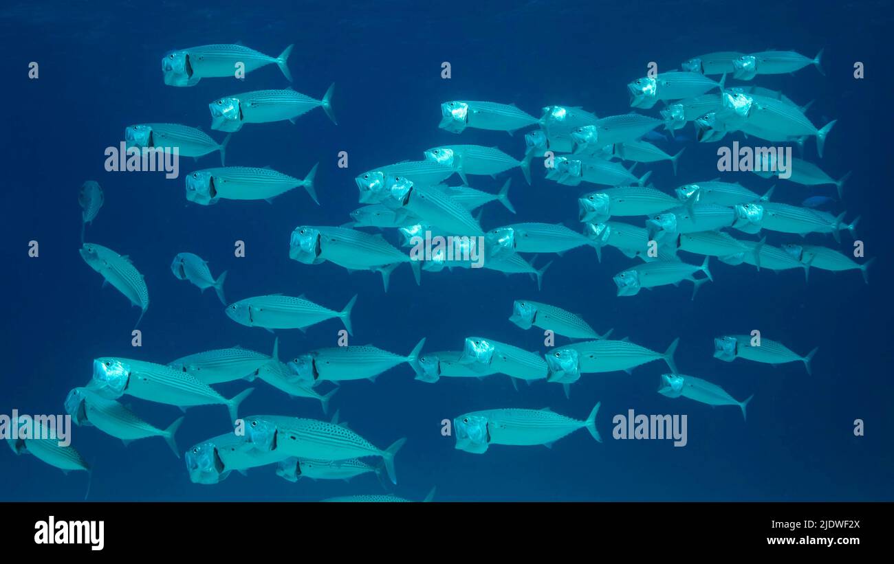 Die Schule der Makrelenfische schwimmt im blauen Wasser mit einem offenen Rammbock, der sich auf Planton ernährt. Unterwasseraufnahme. Rotes Meer, Ägypten Stockfoto