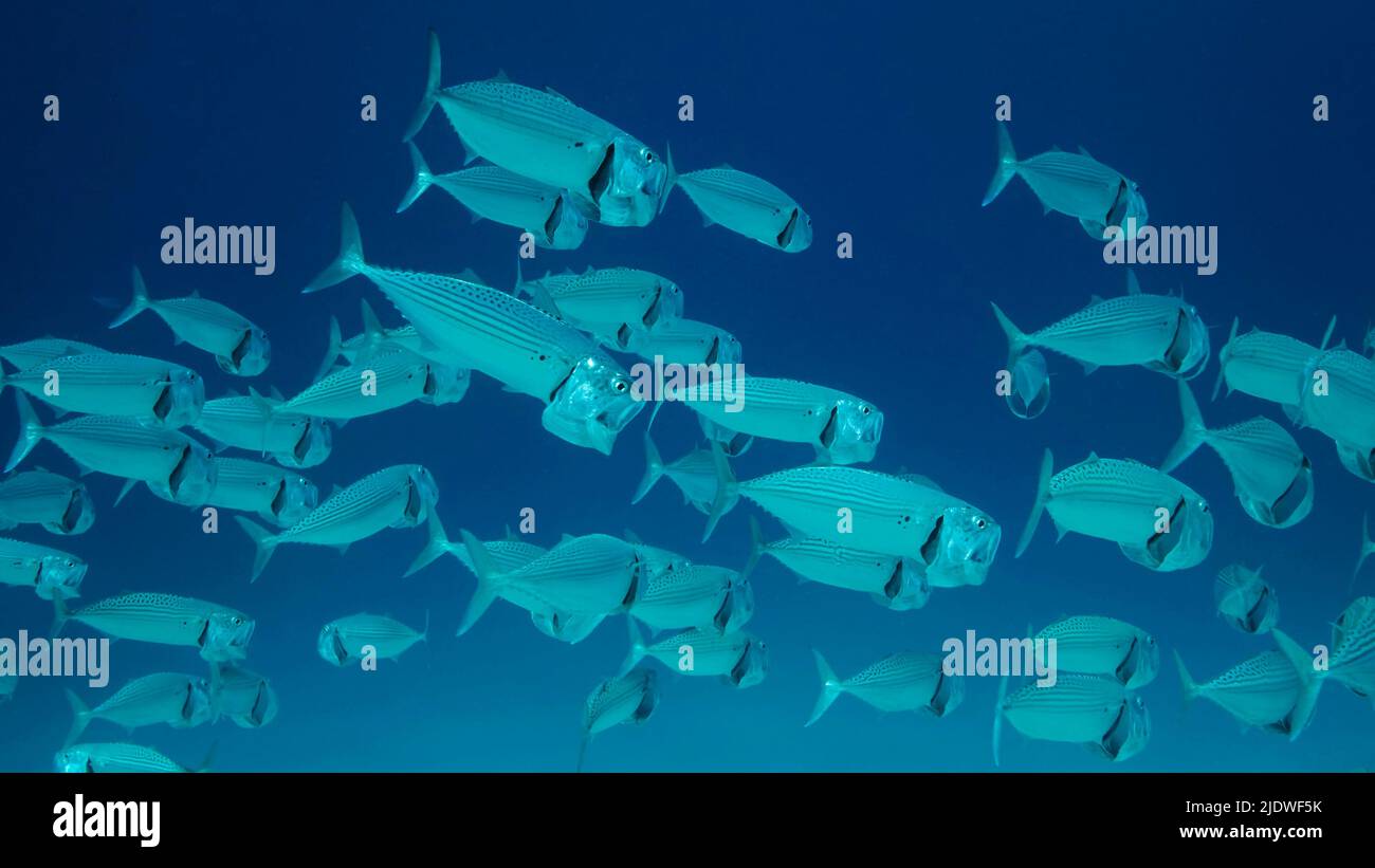 Die Schule der Makrelenfische schwimmt im blauen Wasser mit einem offenen Rammbock, der sich auf Planton ernährt. Unterwasseraufnahme. Rotes Meer, Ägypten Stockfoto