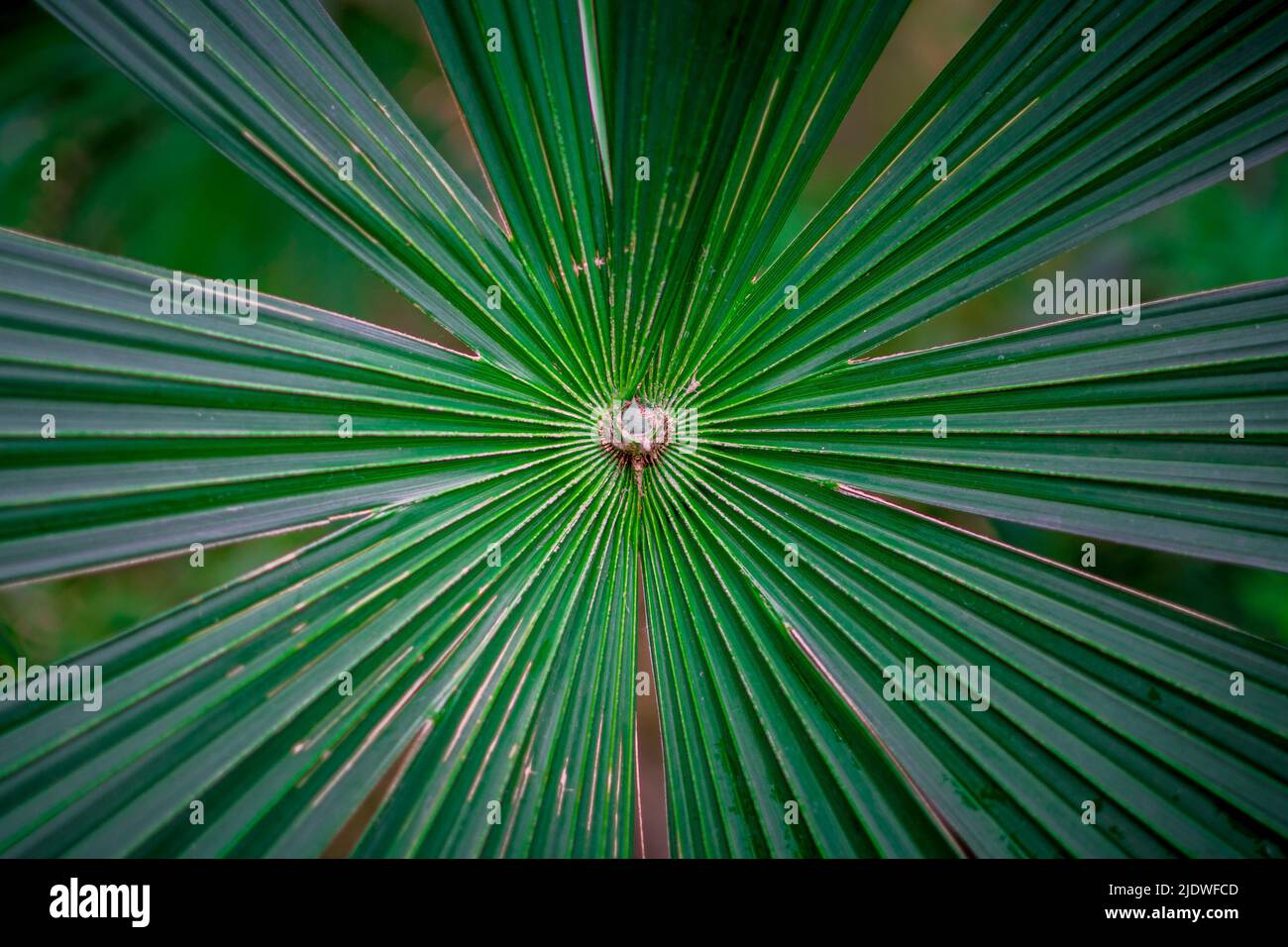 Leuchtend grüne Palmenblätter breiten sich aus. Lateinischer Name: Cryosophila warscewiczii Stockfoto