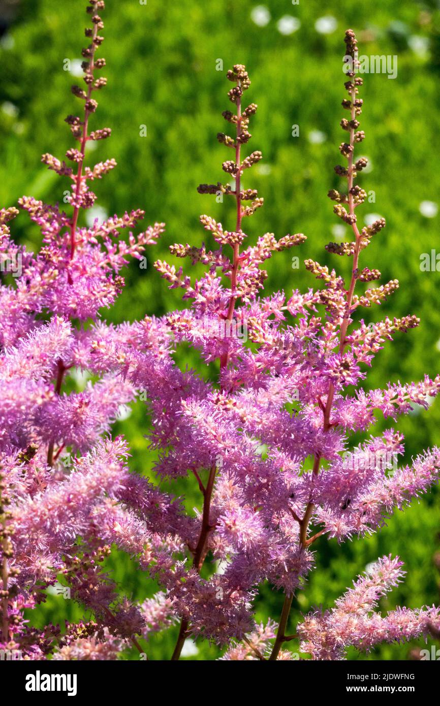 Astilbe arendsii 'Amethyst', Blooming, Pink, Astilbes, Flowering, Garten, Blumen, Blüten Stockfoto