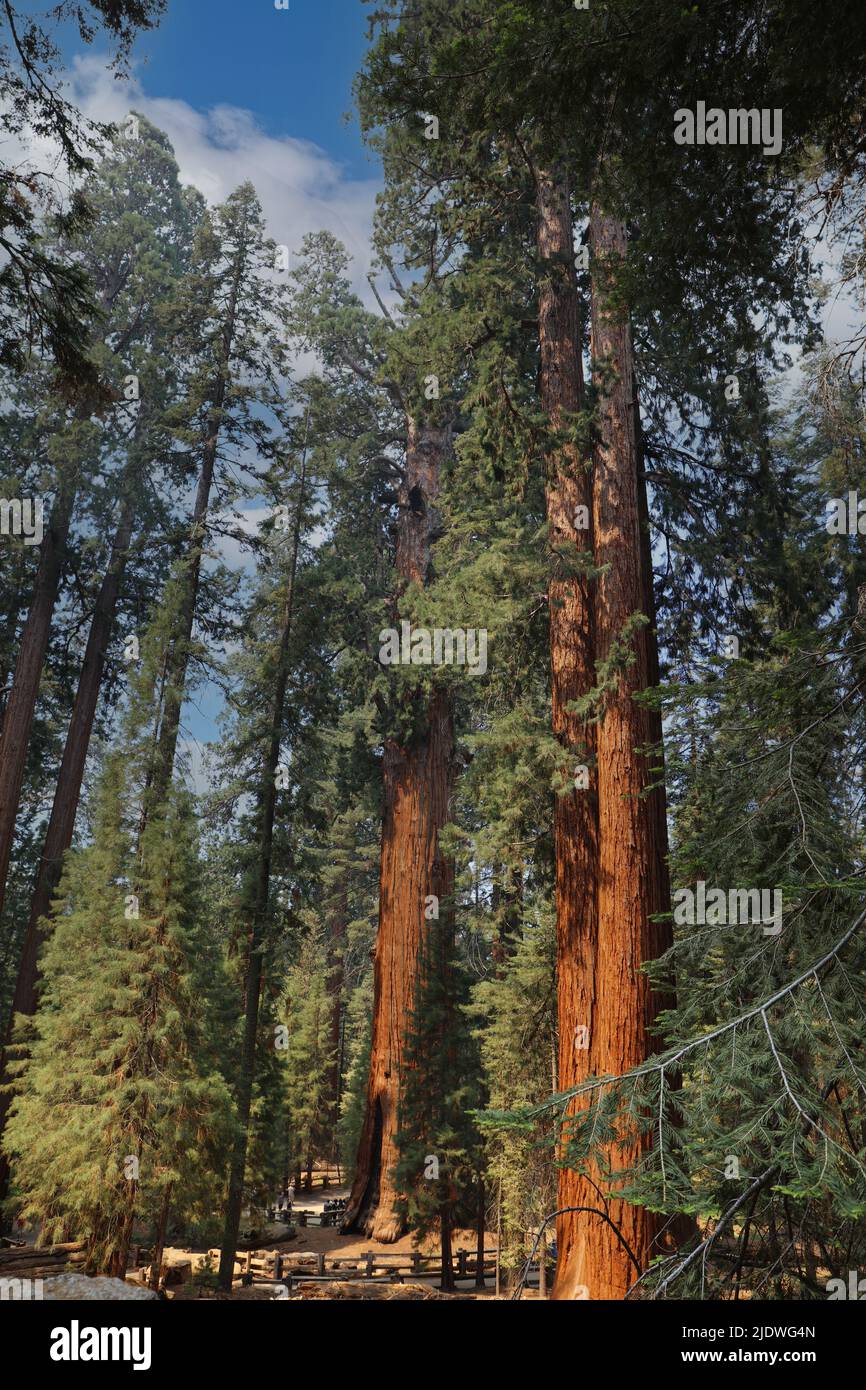 Ausgewachsene Mammutbäume auf dem Sherman Trail im Sequoia National Park, Kalifornien, USA Stockfoto