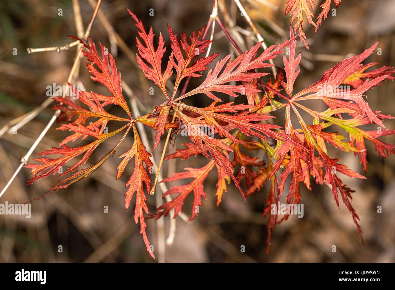 Laceleaf japanischer Ahorn (Acer palmatum var. dissectum, „Orangeola“) Stockfoto