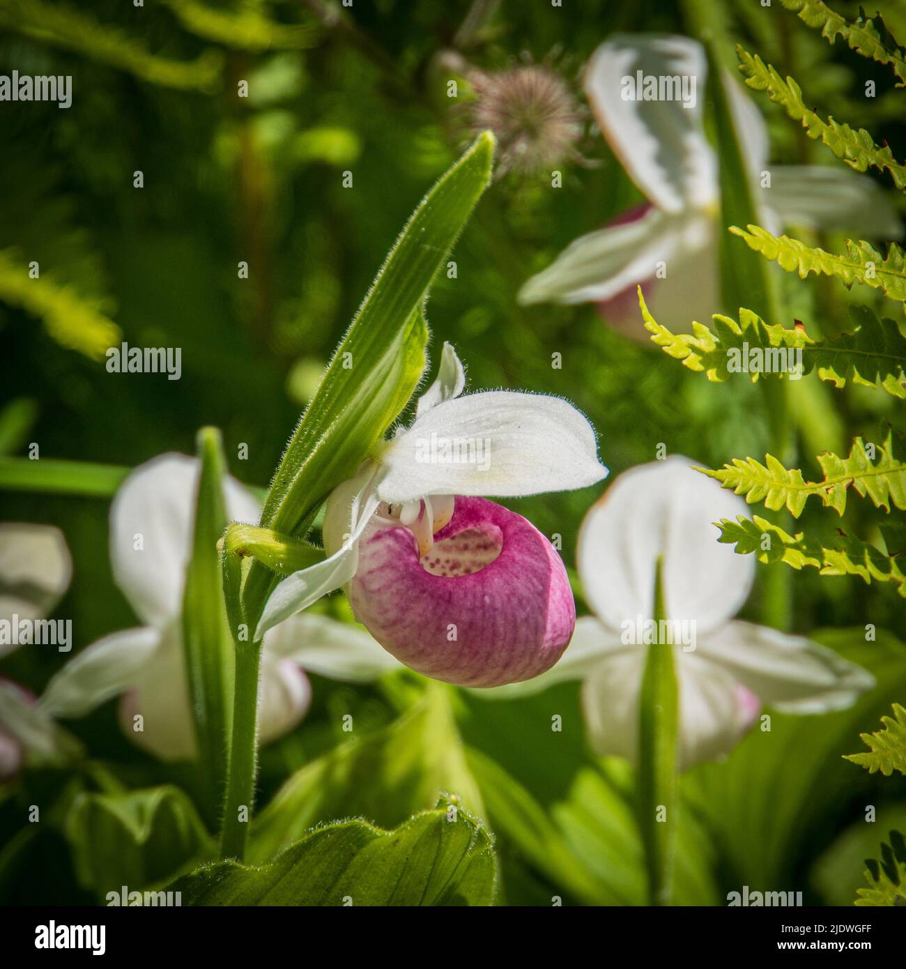 Auffällige Lady Slipper Orchideen in Blüte in einem natürlichen Moor im Frühjahr in Vermont Stockfoto