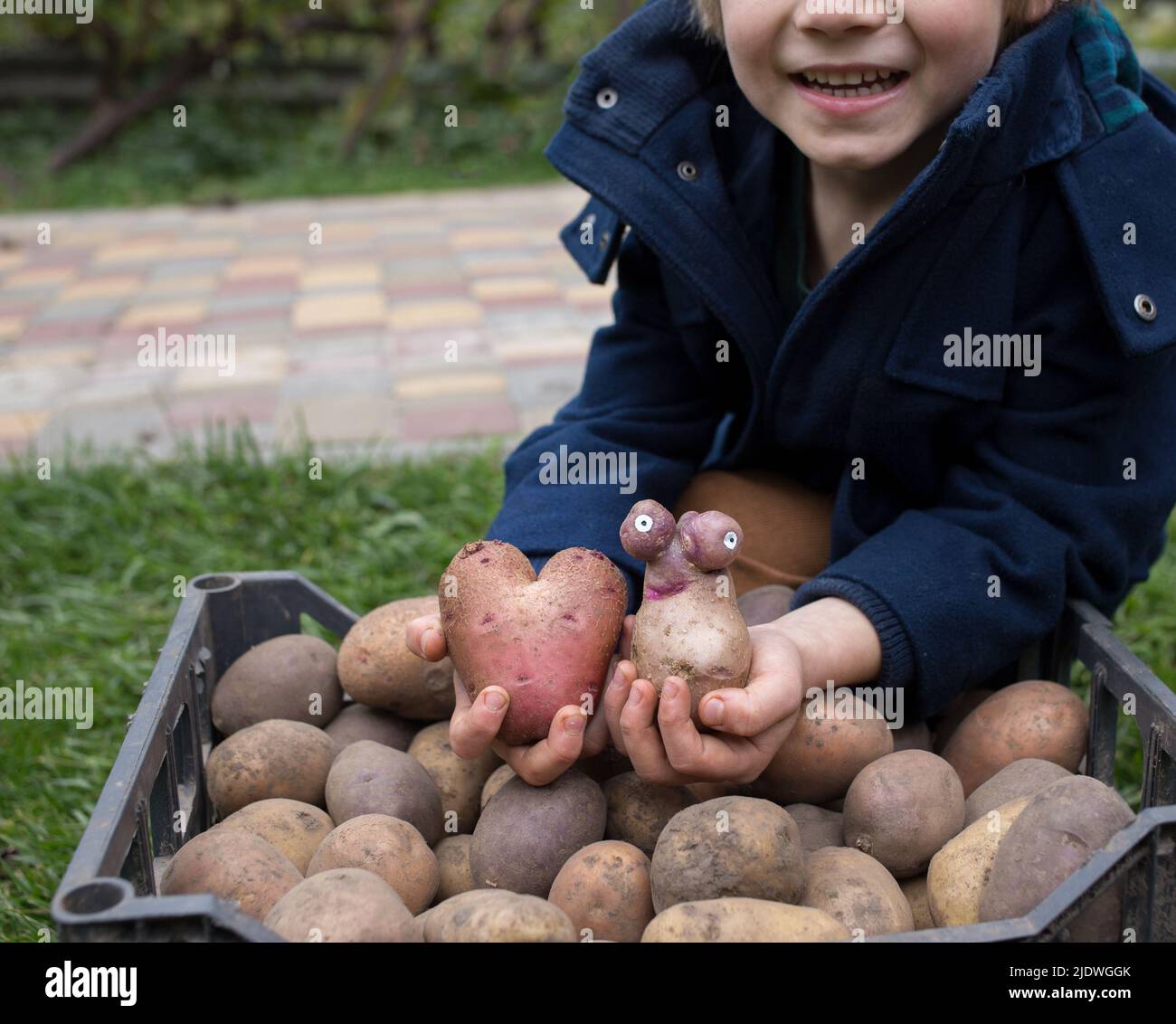 Junge lächelnd in der Nähe Haufen von frisch gegrabenen Kartoffeln, hält zwei lustige benutzerdefinierte Kartoffeln. Landwirtschaft, Spaß Bio-Landwirtschaft. Werbung für Kartoffelchips. Los Stockfoto