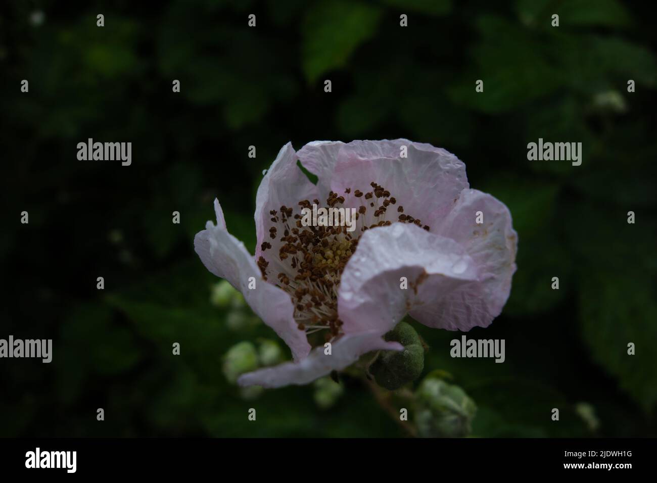 Rosa Wildrose isoliert auf dem natürlichen grünen Hintergrund Stockfoto