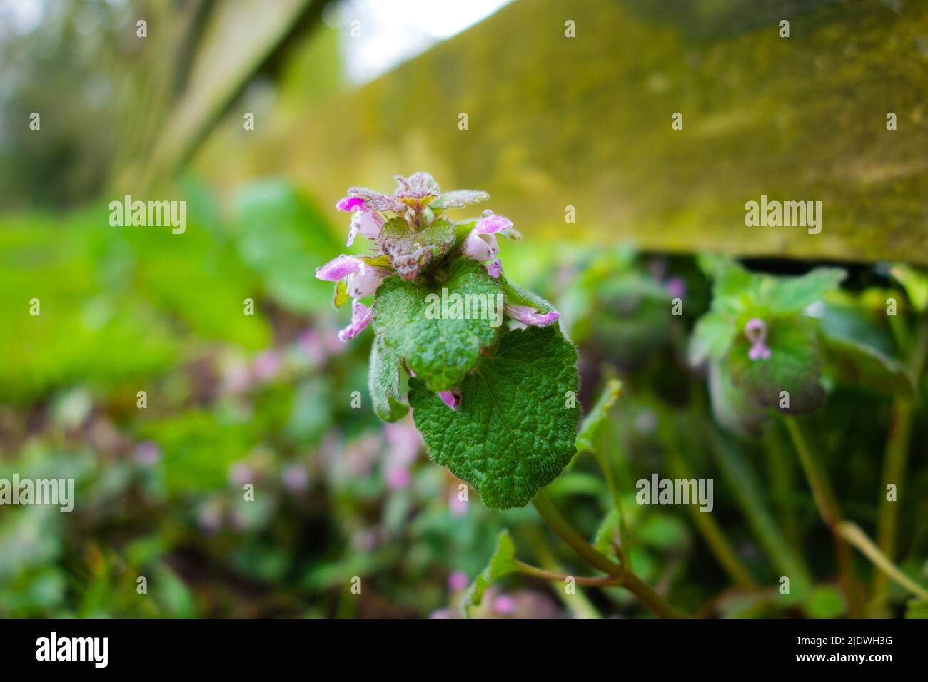 Purple Dead-Brennnessel (Lamium pureum) Detail des Blütenkopfes in einem natürlichen Waldgebiet Stockfoto