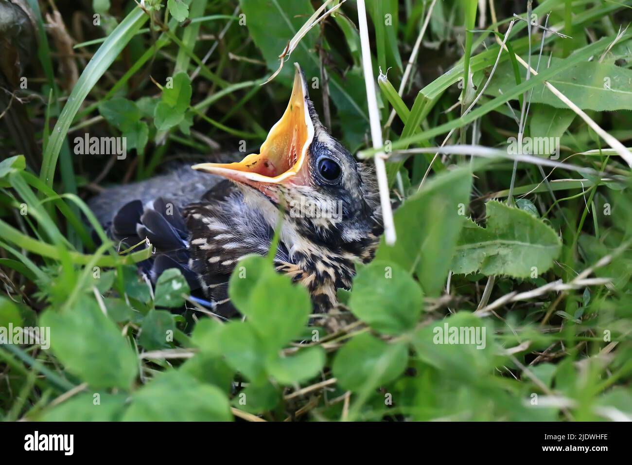 Nestling Vogel in das Gras. Gelbschnabeler, sich schmiegennder Star sitzt im Gras und wartet auf die Eltern. Aus dem Nest geworfen, um fliegen zu lernen. Stockfoto