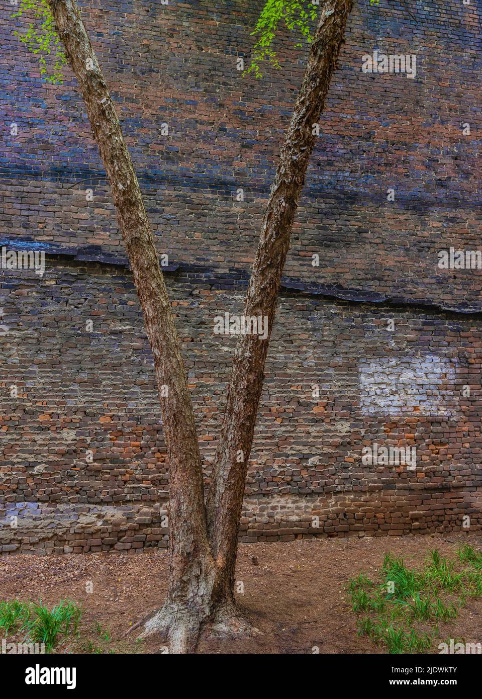 Hintergrund- und Kopierraum, der in diesem Bild von einer alten Backstein-Außenwand und einem Baumstamm in einer Ally-Weise zur Verfügung steht Stockfoto