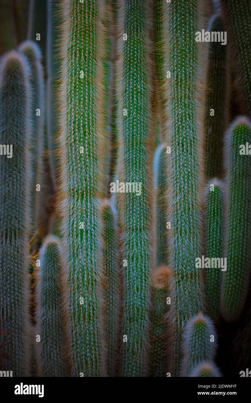 Vertikale Aufnahme des Cleistocactus hyalacanthus Kaktus mit Nadelhaufen Stockfoto