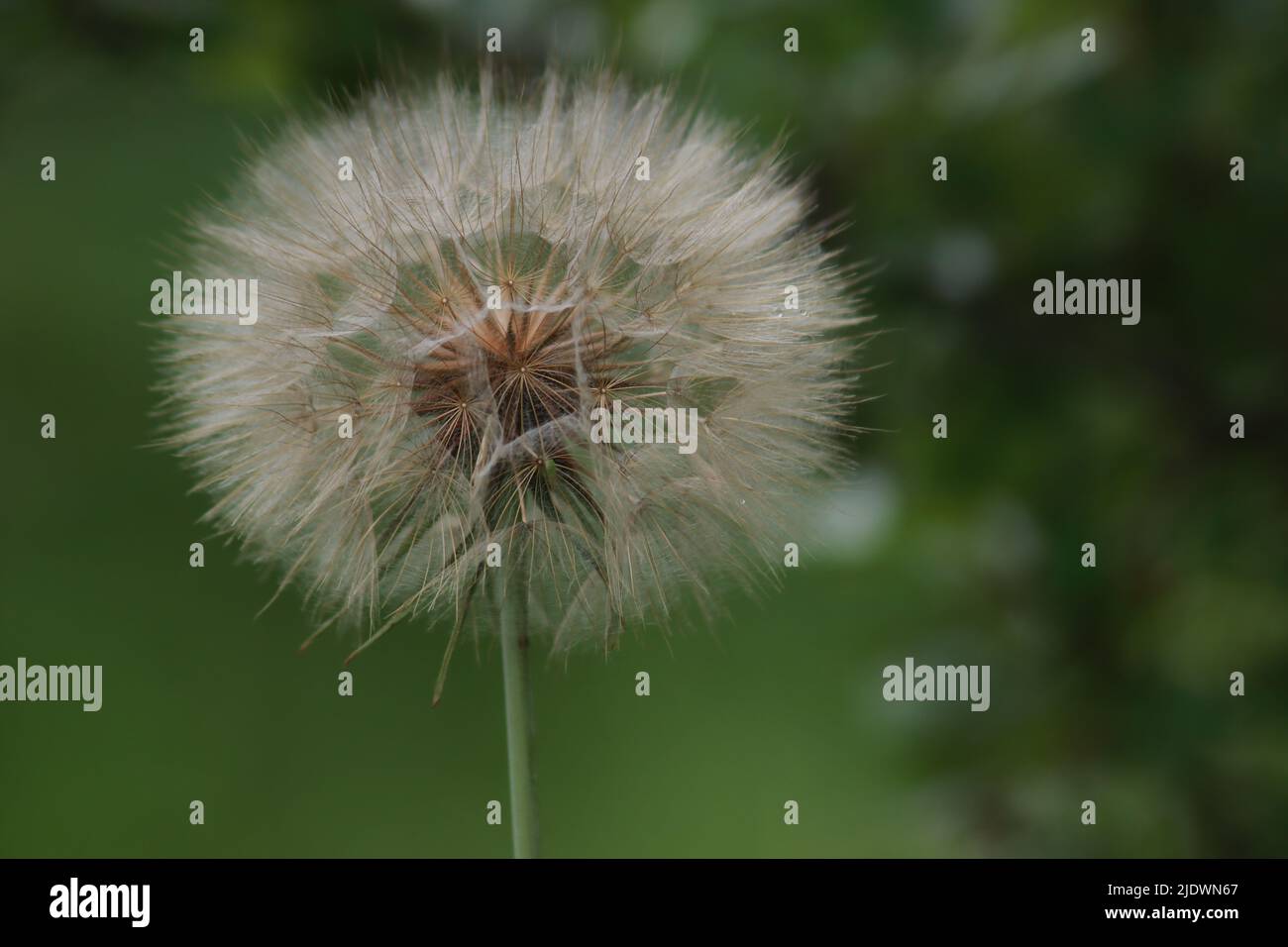 Löwenzahn-Samen-Leiter Stockfoto