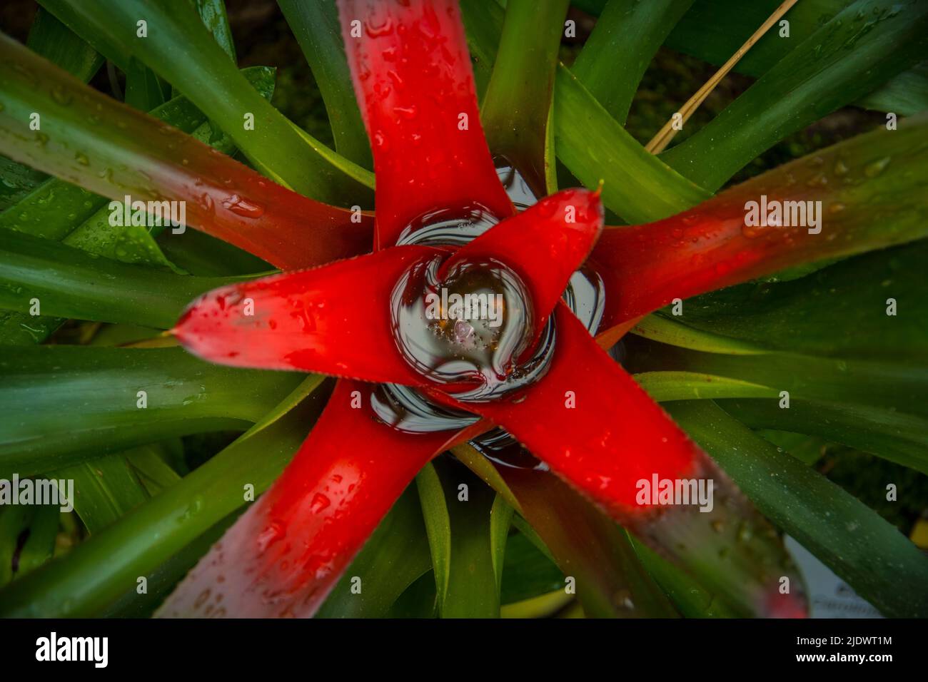 Carolines Neoregelie oder lateinischer Name Neoreglia Caronlinae mit lebendigen Farben in Rot und Grün. Direkt über der Aufnahme mit selektivem Fokus. Stockfoto