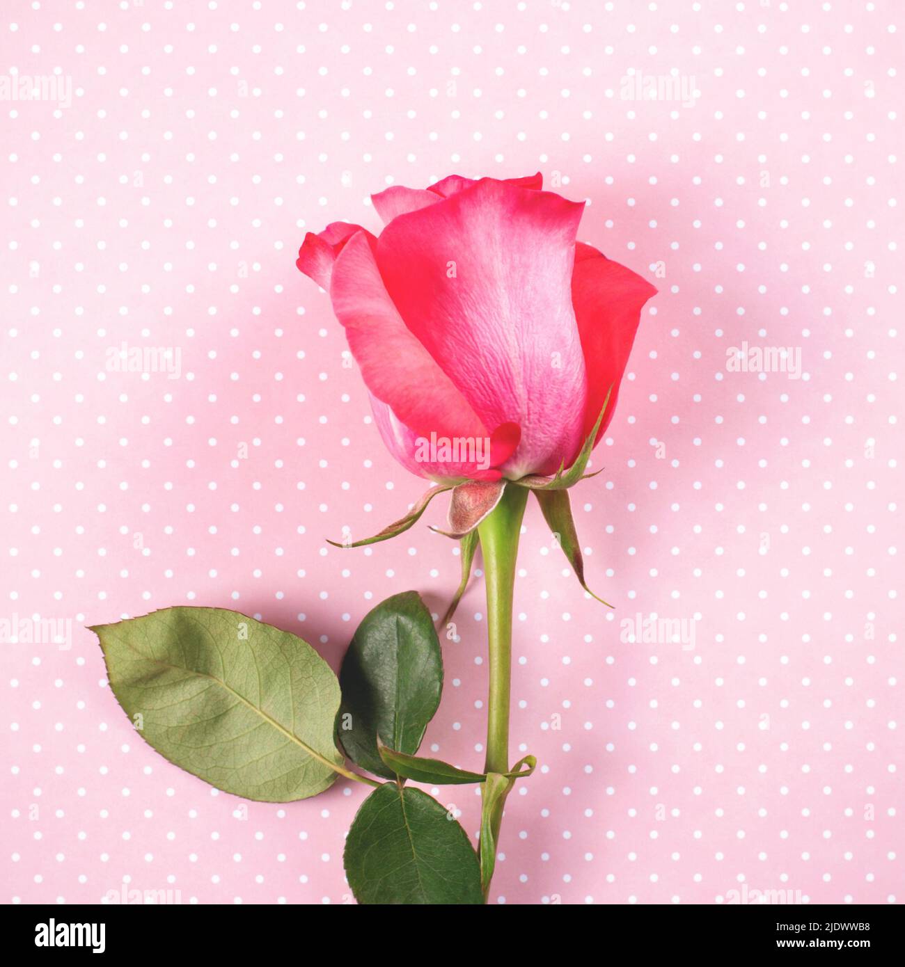 Rosa schöne Rose mit Blättern auf rosa Tupfen Hintergrund. Draufsicht. Stockfoto