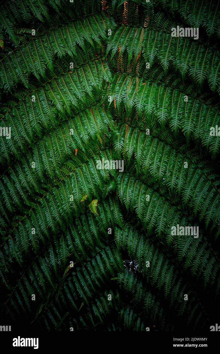 Vertikale Aufnahme von hängenden Maidenhair-Farnblättern. Lateinischer Name: adiantum macrophyllum. Leuchtendes Grün. Stockfoto